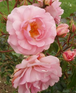HAPPY RETIREMENT (floribunda)